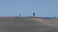 2 bomen in Le Crete