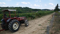 Druivenpluk onderweg naar Siena