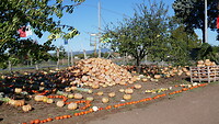 Pompoenen