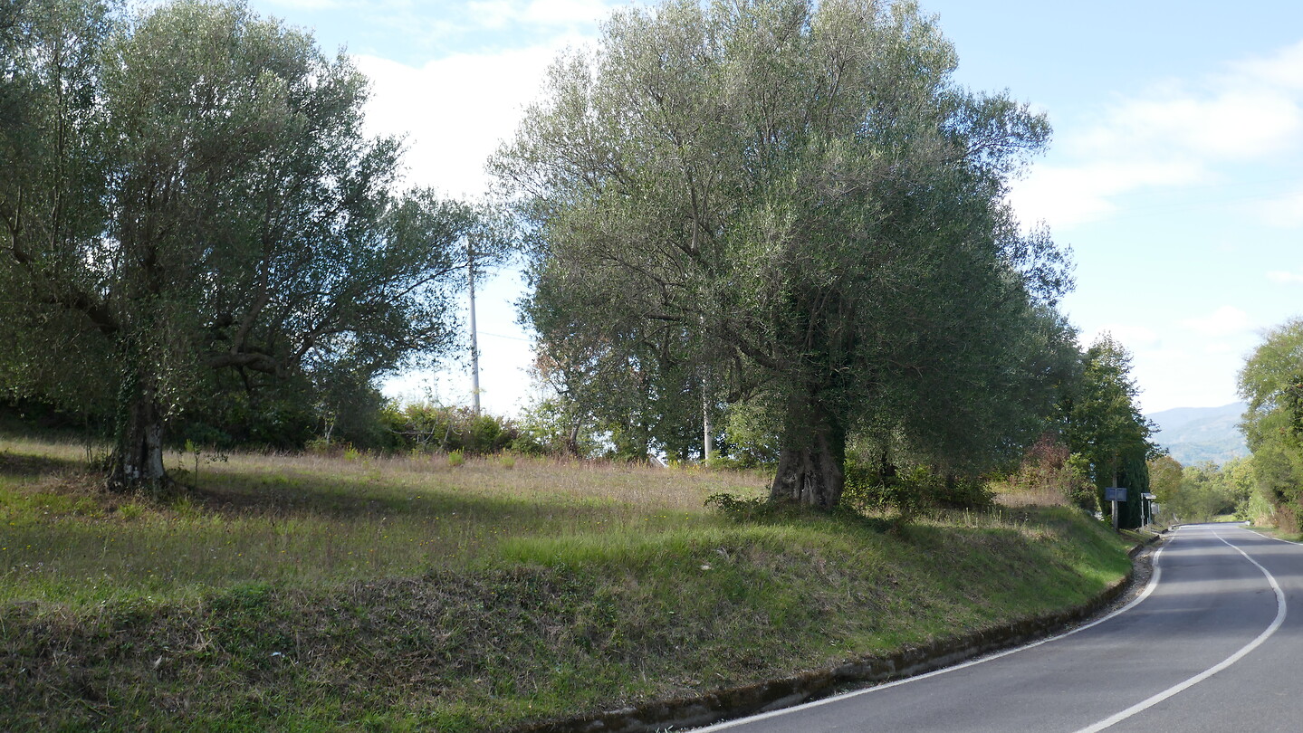 Hoge oude Olijfbomen