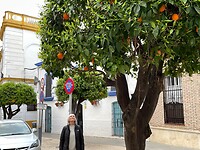 Mandarijnbomen in Ecija