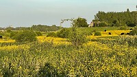 Ooijpolder
