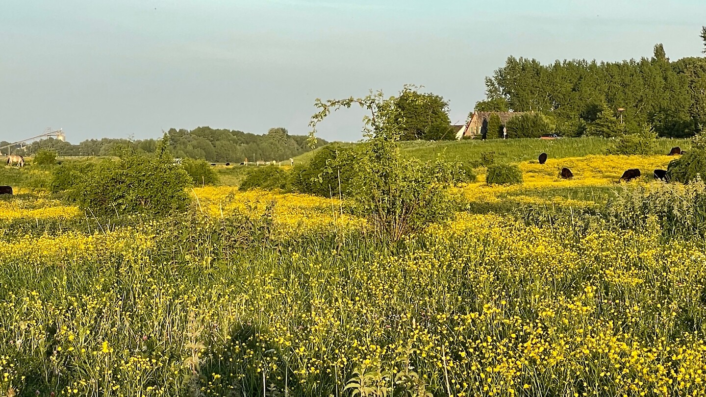 Ooijpolder