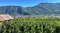Boomgaarden in het dal van de Adige
