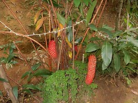 DSCN4326