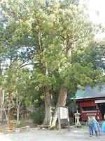 237. Mooie boom