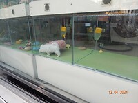 394. Echte hondjes in de etalage