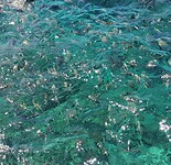 323. Voer in het water, de vissen weten het precies