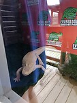 377. Een albino alligator