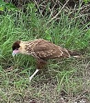 104. Roadrunner (geen idee hoe ze heten)