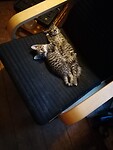 405. Sok en Oos zijn lekker ontspannen