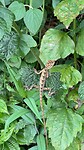 IMG_5896