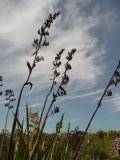 duin planten