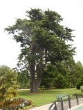 Botanical Garden, Christchurch
