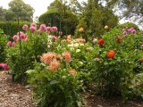 Dahlia's