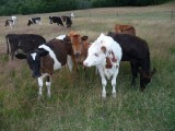 Smits Farm holiday park