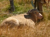 Smiths Farm Holiday park