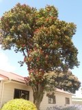 boom in bloei, camping Lower Hutt