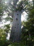 Tane Mahuta, grootste Kauri tree
