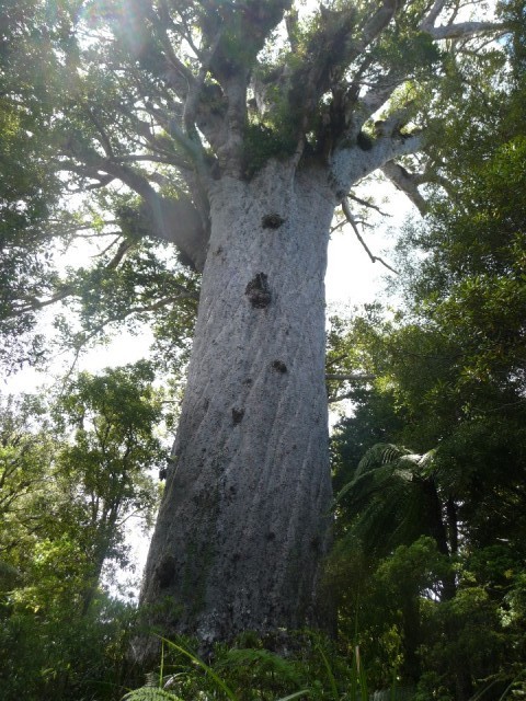 Tane Mahuta, grootste Kauri tree