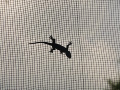salamander, overal in Pukit Lawang
