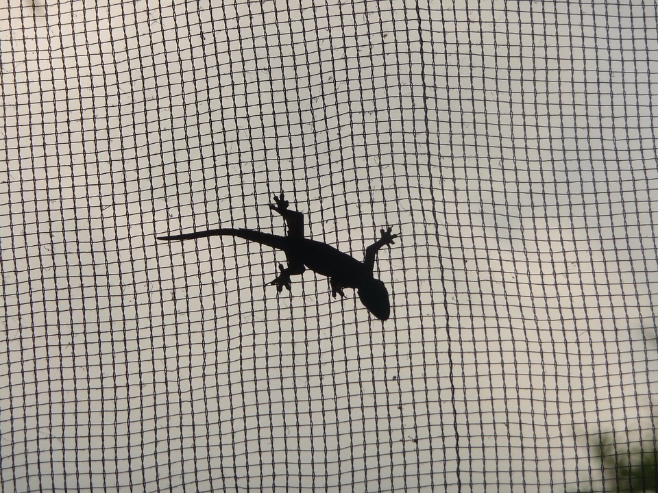 salamander, overal in Pukit Lawang