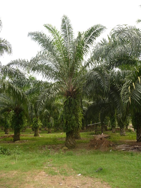 Palmoliebomen, Bukit Lawang