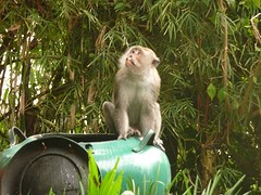Long tail macaque