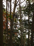 Dusky leaf monkey