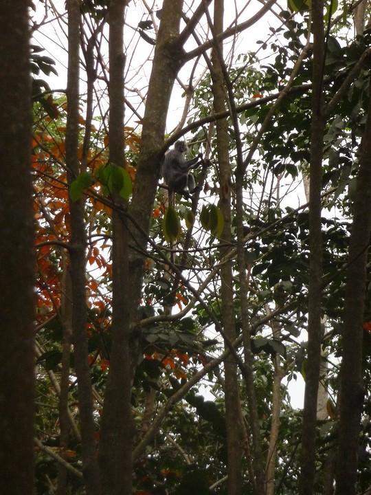 Dusky leaf monkey