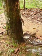 Rubber boom met latex