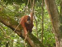 Oran Utan