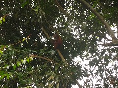 Oran Utan jong