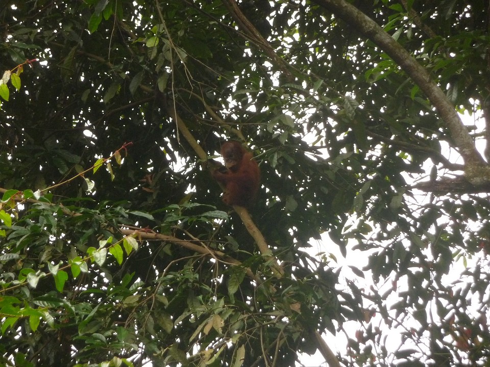 Oran Utan jong