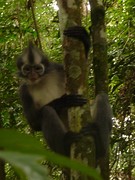 Thomas leaf monkey