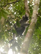 Thomas leaf monkey