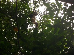 thick tail macaque