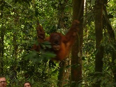 Oran Utan