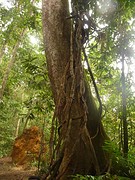 Merbau boom