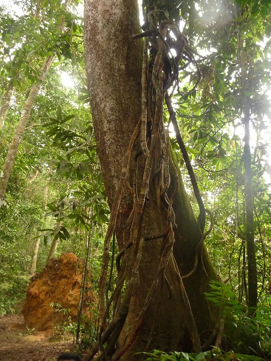 Merbau boom