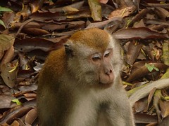 long tail macaque
