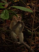 long tail macaque