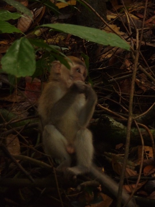 long tail macaque