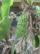 Bananen langs de weg in Tuk Tuk