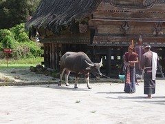 Traditionele dans in koningsdorp Huta Bolon (Toba Bataks), Simanindo