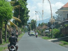 Penjors langs de weg