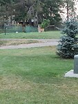 1000021976