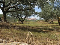 Tussen de olijfbomen zien we Cirauqui liggen