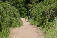 Dipsea6