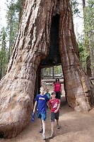 Yosemite - Mariposa Grove5
